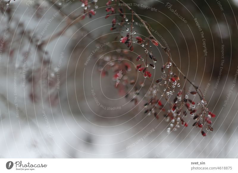 Ein Zweig der Berberitze mit trockenen roten Beeren und Wassertropfen im Wintergarten. rote Beeren trocknen Tröpfchen Haufen Ast Schnee Licht schön Hintergrund