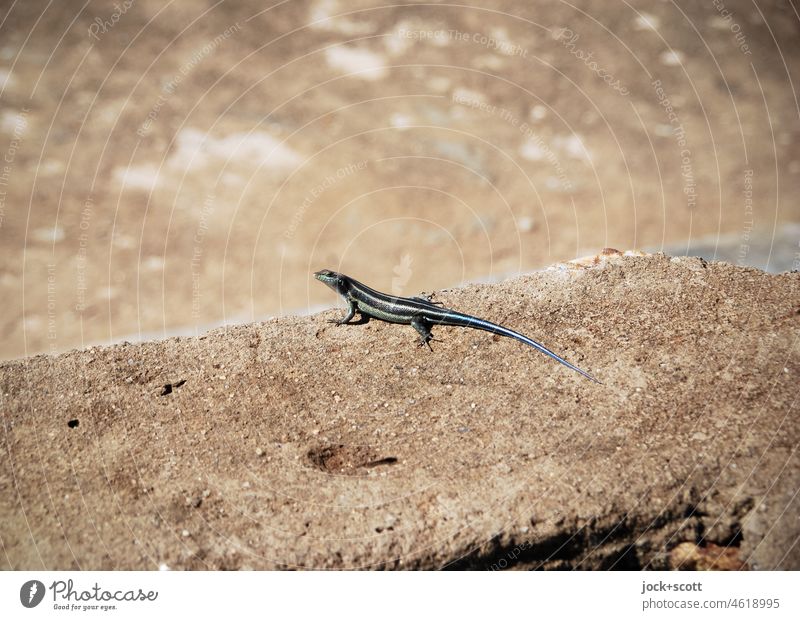 Echte Eidechse in natürlicher Umgebung Trachylepis Reptil Natur Tierwelt Wildtier 1 Echte Eidechsen Felsen klein Wachsamkeit Stein Tierporträt braun einzeln