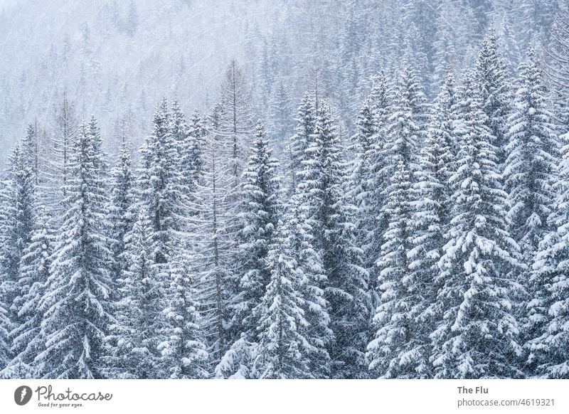 Tannenwald im Schnee Tannenbaum Winter Menschenleer Natur kalt Schneelandschaft Frost Wald Wintertag Winterlandschaft Winterstimmung weiß Winterwald Landschaft