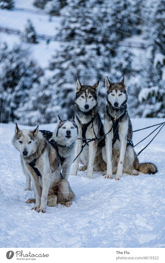 Huskies im Schlittengespann Husky Hund Tier Winter Schnee kalt weiß Frost Schlittenhund Natur Eis Außenaufnahme Landschaft Tag rennen Abenteuer Farbfoto