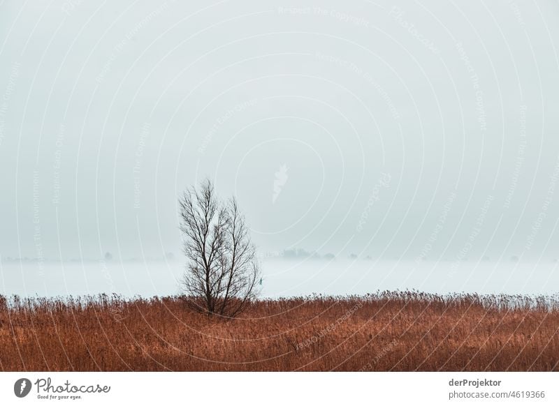 Nebliger Tag mit Baum und Schilf in Friesland Schilfgras Schilfrohr gefroren Eis Sonnenaufgang Küste Winter friesland Niederlande Baumstamm Silhouette Muster