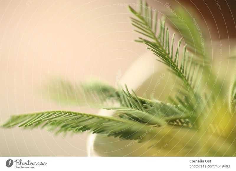 Frisches Grün. Macroaufnahme von kleinen Blättern Pflanzen Frühling Natur Blatt frisch natürlich Wachstum Botanik botanisch Detailaufnahme grün