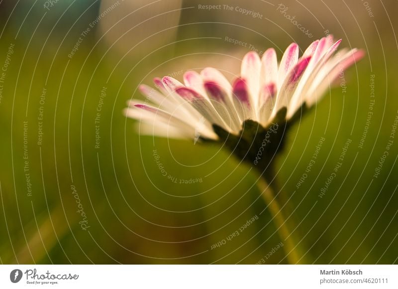 Ein Gänseblümchen mit leuchtendem Lichtbokeh auf einer Wiese gänseblümchen gänseblümchen bellis perennis weiß rosa rot blume balkonpflanzen flora fauna flower