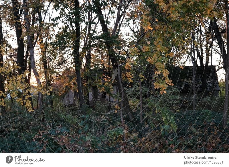 Verlassener Bauernhof wird von der Natur überwuchert Gehöft verlassen lost places Gebäude überwuchern Pflanzen Wald Bäume Gebüsch Büsche Vergänglichkeit