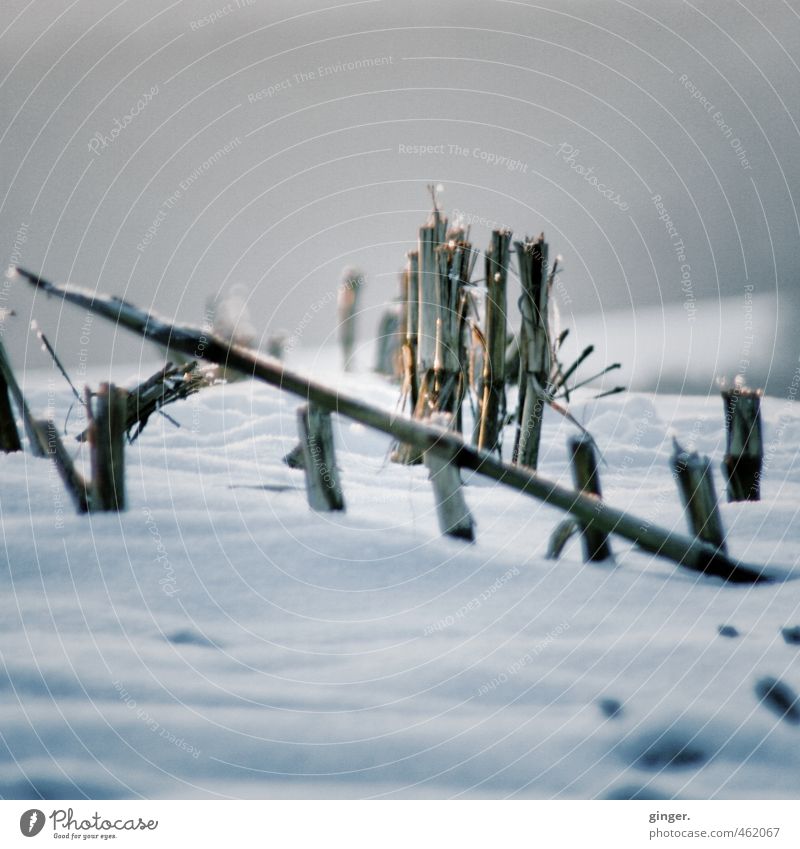 Heul doch! | Es kommt noch schlimmer Umwelt Natur Winter Klima Wetter Eis Frost Schnee Pflanze Feld kalt trocken Ernte Mais Maisfeld Linie Rest Landwirtschaft