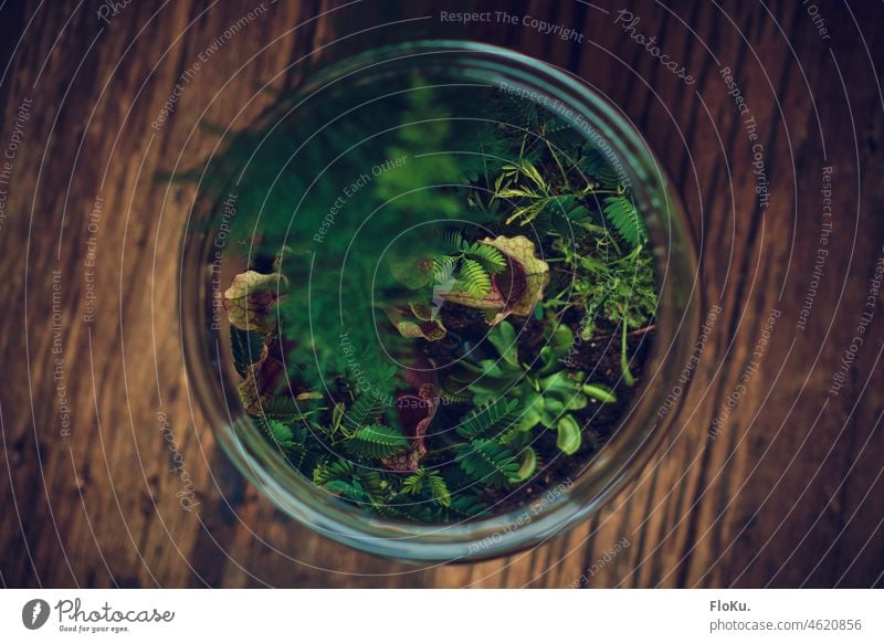 Fleischfressende Pflanzen im Glas Mimose fleischfressende Pflanze Natur Blume Flora grün wachsen Wachstum natürlich rot Zierpflanze Tischpflanze