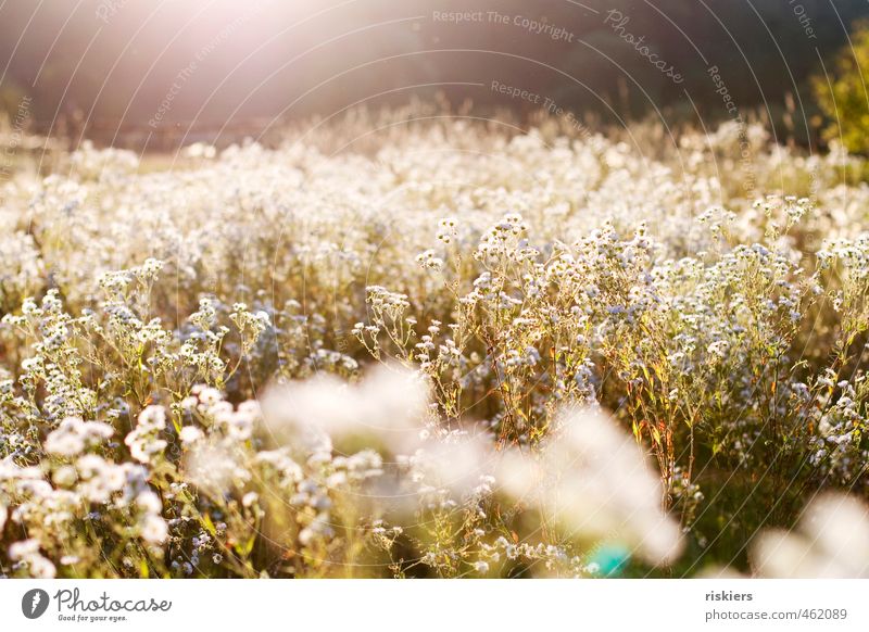 last summerday Umwelt Natur Landschaft Pflanze Sonne Sonnenaufgang Sonnenuntergang Sonnenlicht Sommer Herbst Schönes Wetter Blume Wildpflanze Garten Park Feld