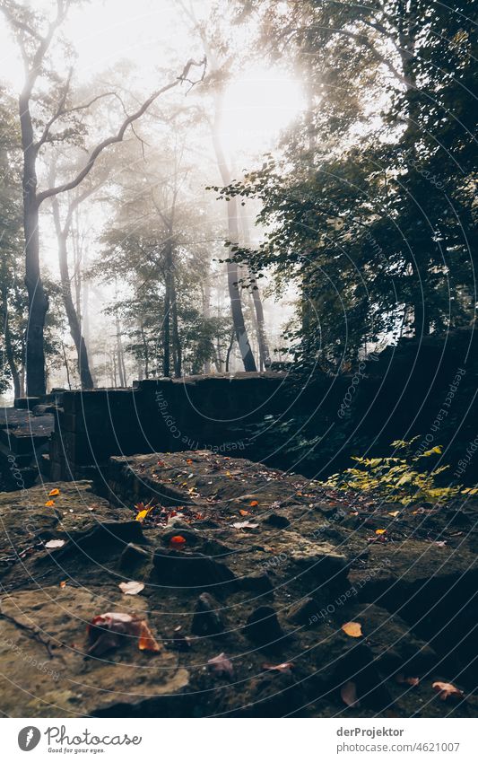 Nebliger Tag am Disibodenberg mit alter Ruine vom Kloster Herbst Klima Schönes Wetter Freude Stimmung Gefühle Fluss Baum Nebel Nahe Begeisterung fließen Neugier