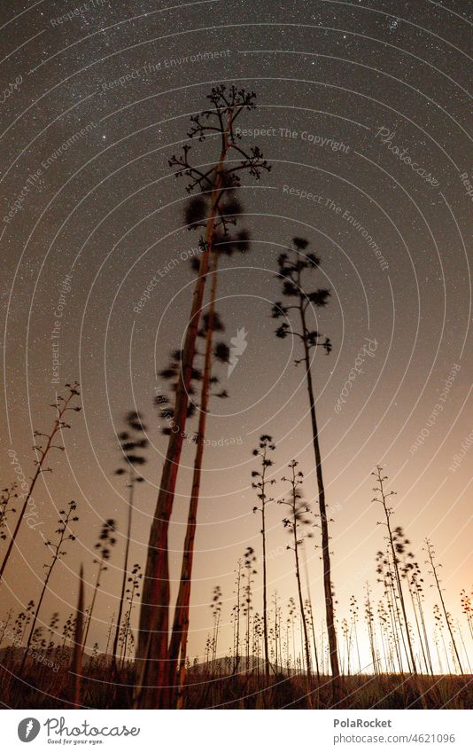 #A0# Kanarische Sterne III Sternenhimmel sternenklar Sternbild Sternenhaufen Sternenzelt Milchstrasse Nacht Himmel Nachthimmel Langzeitbelichtung Galaxie