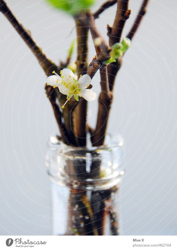 Kirschblüte Dekoration & Verzierung Frühling Blüte Blühend Duft Kirschblüten Ast Zweige u. Äste Vase Flaschenhals Blumenstrauß Barbara Barbarazweig Barbaratag