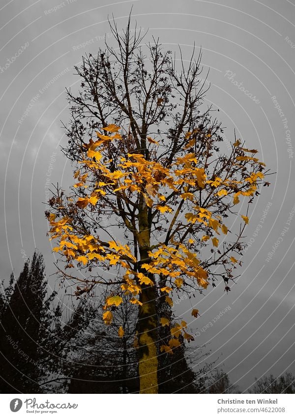 Die letzten goldenen Blätter am Ahorn werden von der Sonne angestrahlt. Dahinter grauer bewölkter Himmel. Baum Ahornblatt Natur Herbst Sonnenlicht grauer Himmel