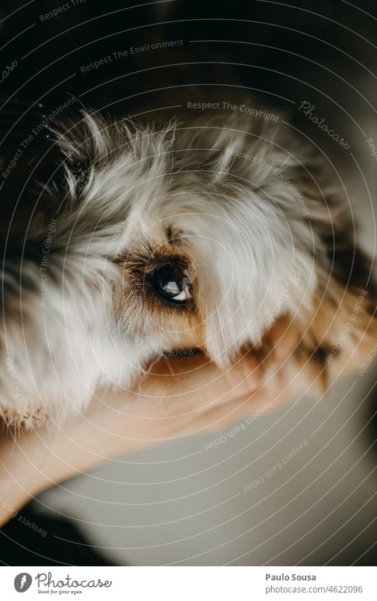 Niedliches Hundeauge Haustier Maskottchen Tier Farbfoto niedlich Blick Tierliebe Tiergesicht Fell Tierporträt weiß beobachten