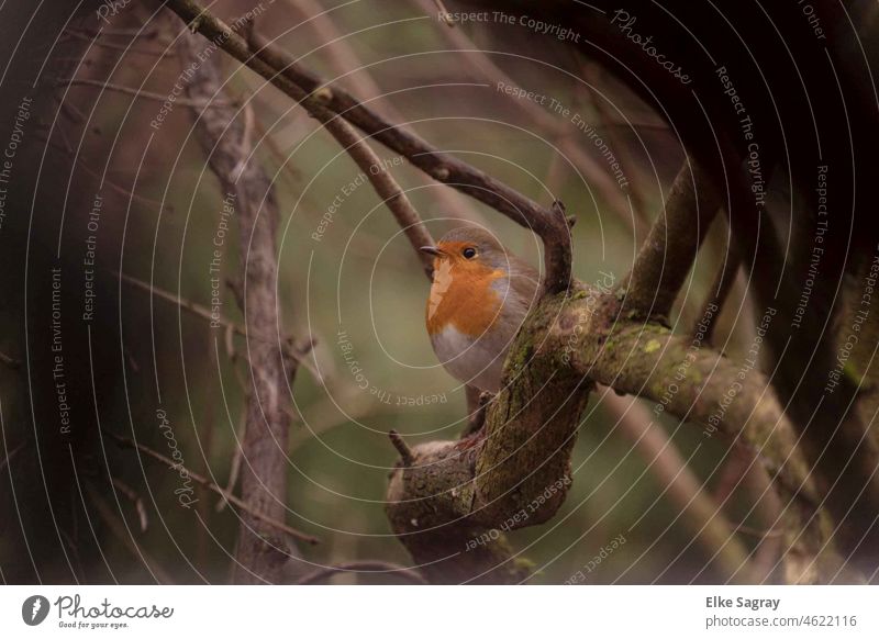 Rotkehlchen ruft scharf #zick#bei Gefahr schnelles Schnickern'zickzickzick# Rortkehlchen Vogelfotografie Farbfoto Tierwelt Wildvogel Menschenleer Natur Morgen