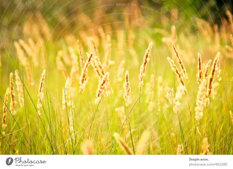 Wenn das Licht dich findet Natur Pflanze Gras Dünengras Wiese natürlich schön wild gelb grün Zufriedenheit Idylle Zusammenhalt Unschärfe Farbfoto mehrfarbig