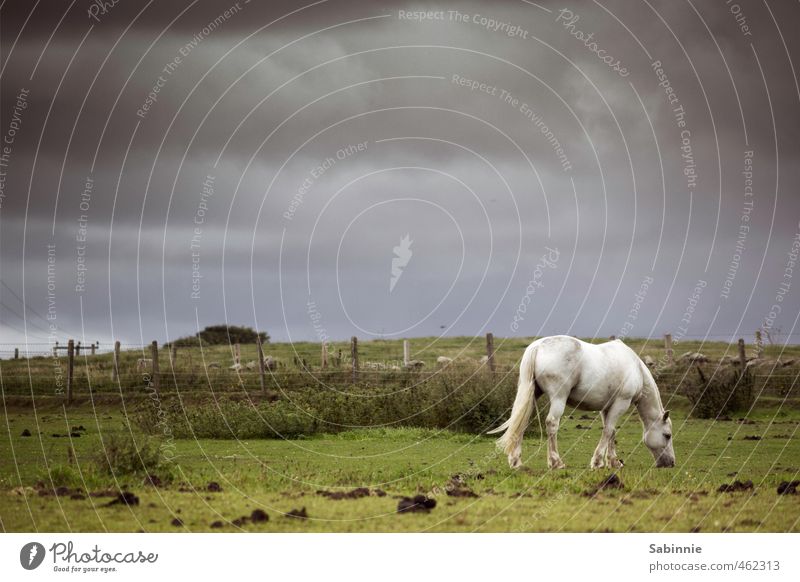 Mittagspause II Umwelt Natur Landschaft Erde Himmel Wolken Gewitterwolken Sommer schlechtes Wetter Sturm Pflanze Feld trist grün Pferd Weide Fressen Zaun