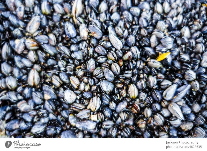 Jede Menge Muscheln an der Küste Portugals Hintergrund Miesmuschel Mollusken Weichtier Muschelschale Naturkost Tapete wild Wildnis Algarve marin natürlich MEER