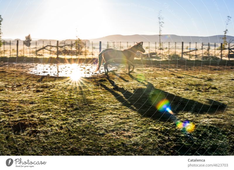 Nach dem Regen, im Sonnenlicht, ein Pferd auf der Koppel Tageslicht Himmel Wiese Tierhaltung Braun Umwelt Landschaft Natur Pflanze Botanik Flora Stimmung Gras