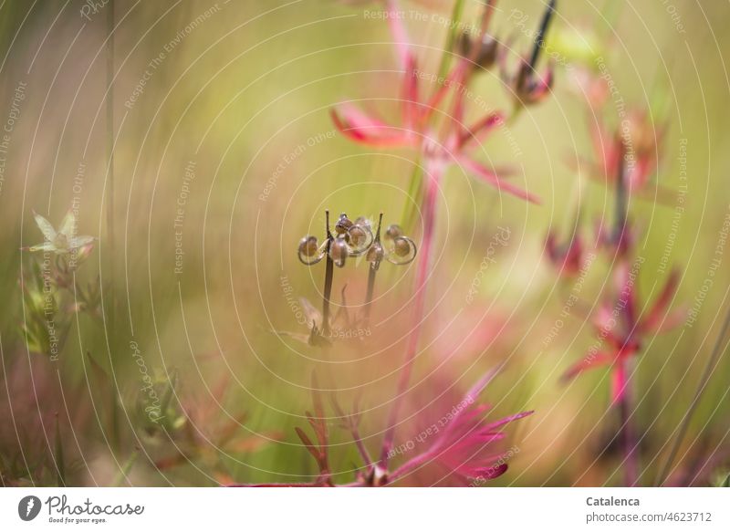 Fruchtstand des Wiesen-Storchschnabels Natur Flora Pflanze Storchenschnabel Blatt Wiesen-Strorchenschnabel Verblühen wachsen geseihen Sommer Garten Botanik Tag