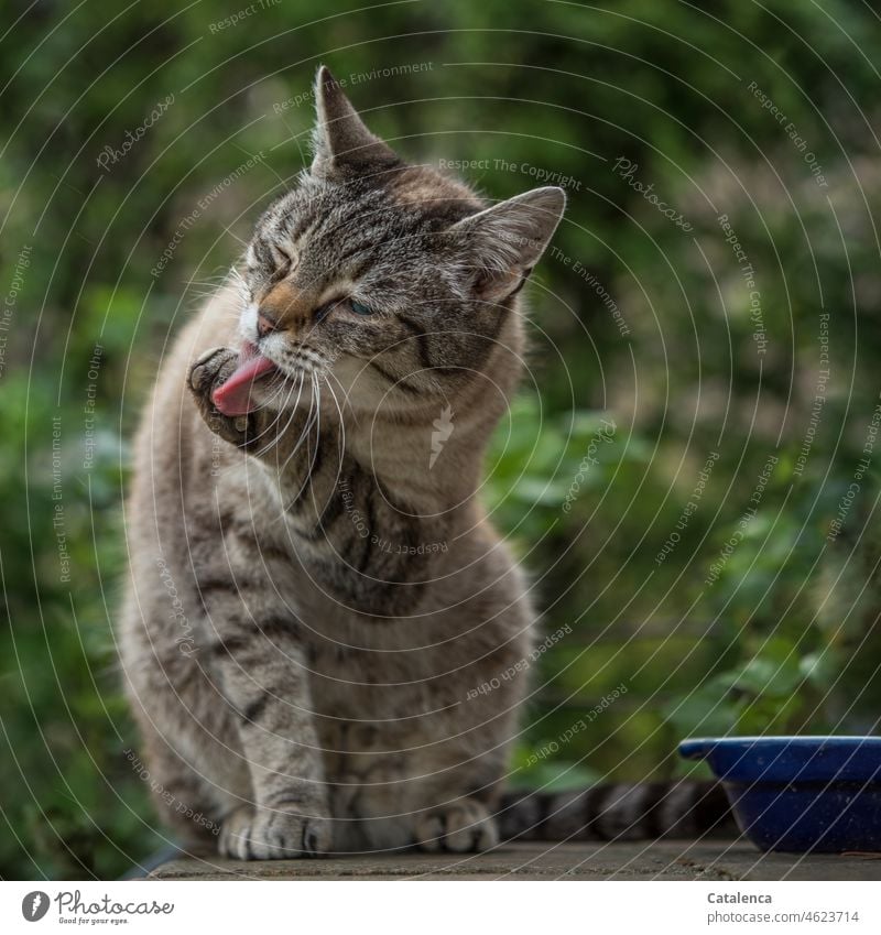 Reinheitsgebot|bei Katzen Fauna Tier Haustier Hauskatze putzend lecken Zunge Hygiene Tatze Pfote Fellpflege Fressnapf reinigen Pflanze Natur Hecke Grün Blau