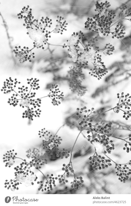 Schafgarbe im Schnee Eis Winter gefroren kalt frieren Außenaufnahme schwarzweiß Natur Menschenleer Pflanze Winterstimmung Frost Kälte