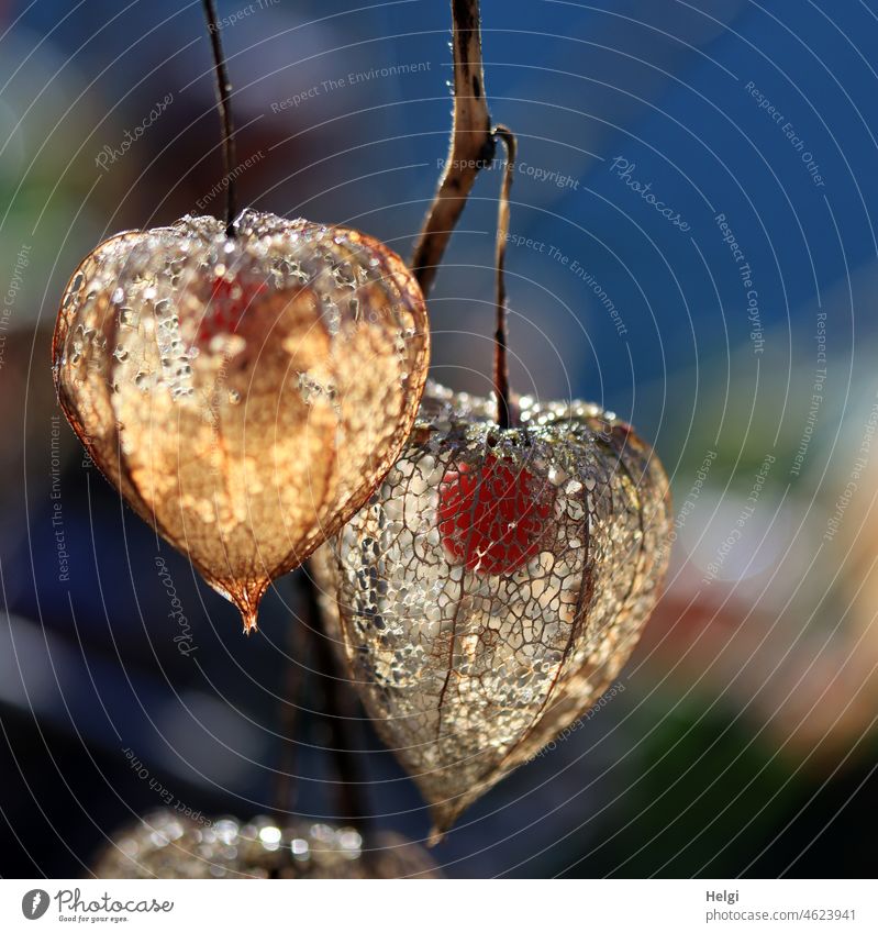 golden leuchtende vertrocknete Samenstände der Lampionblume im Gegenlicht Physalis alkekengi Blasenkirsche Nachtschattengewächs Zierpflanze reife Früchte Hülle