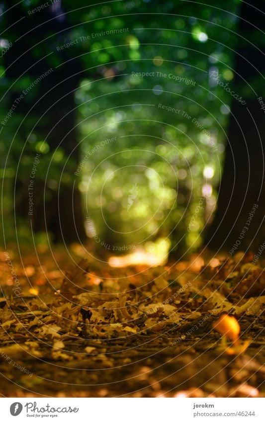 Waldweg im Herbst Blatt gelb Licht Hoffnung Sonne Wärme Wege & Pfade Verkehrswege