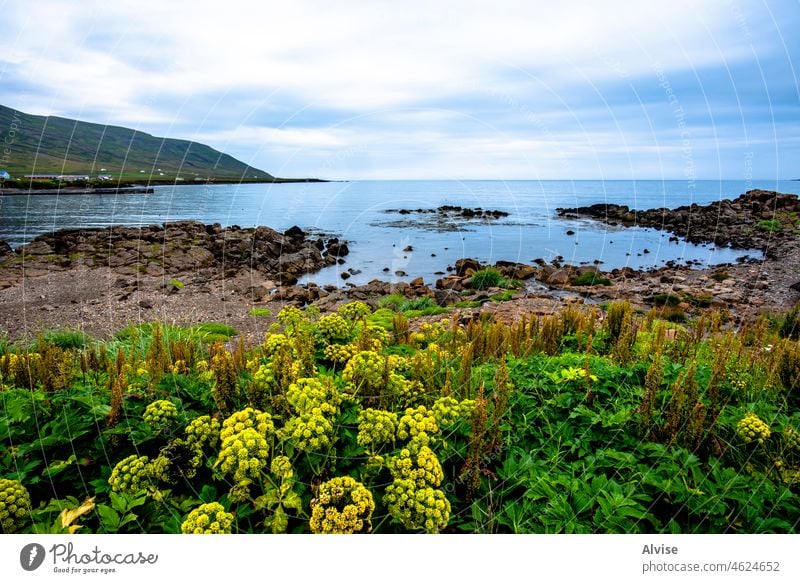 2021 08 16 Borgarfiordur Eystri Isländischer Strand malerisch Natur Felsen Fjord storurd Gras Urlaub Europa Schaf Einsamkeit grün Felsblöcke friedlich wandern