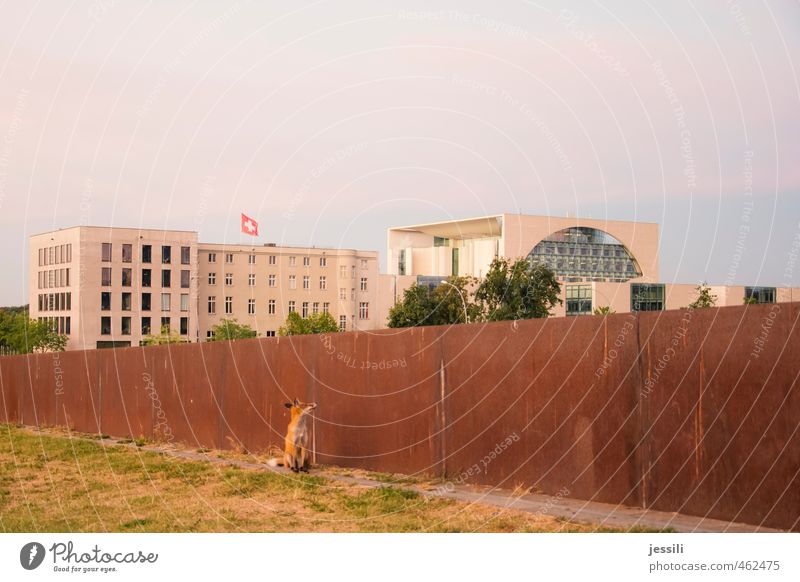 ... abwarten II Tier Herbst Schönes Wetter Berlin-Mitte Berliner Mauer Hauptstadt Stadtzentrum Gebäude Wand Sehenswürdigkeit Wildtier 1 Tierliebe Vorsicht