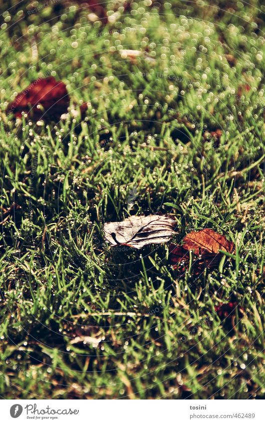 schon Herbst? Natur Blatt Park Wiese Garten schön braun grün Morgendämmerung Feuchtwiese Lichteffekt Farbfoto Außenaufnahme Detailaufnahme Menschenleer