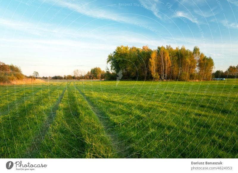 Grüne Wiese und Herbstbäume, Oktobertag grün Baum Menschengruppe Wald Gras idyllisch Landschaft Natur Schönheit Himmel gelb Hintergrund Umwelt Sonnenlicht