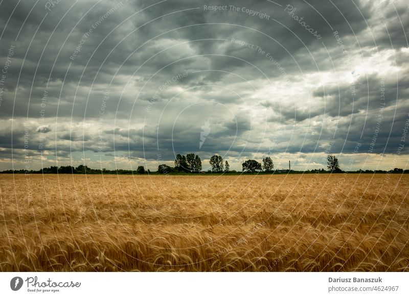 Getreidefeld und dunkle Wolken am Himmel Feld Weizen Cloud dunkel Wetter Natur Wolkenlandschaft Landschaft Sommer Unwetter Ackerbau Korn Bauernhof Müsli Umwelt