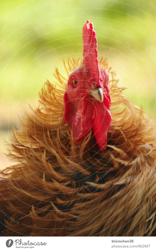 Er ist halt anders ... Tier Nutztier Hahn Vogel Tiergesicht Federvieh beobachten Blick stehen elegant lustig Neugier schön braun rot Tierliebe Landwirtschaft