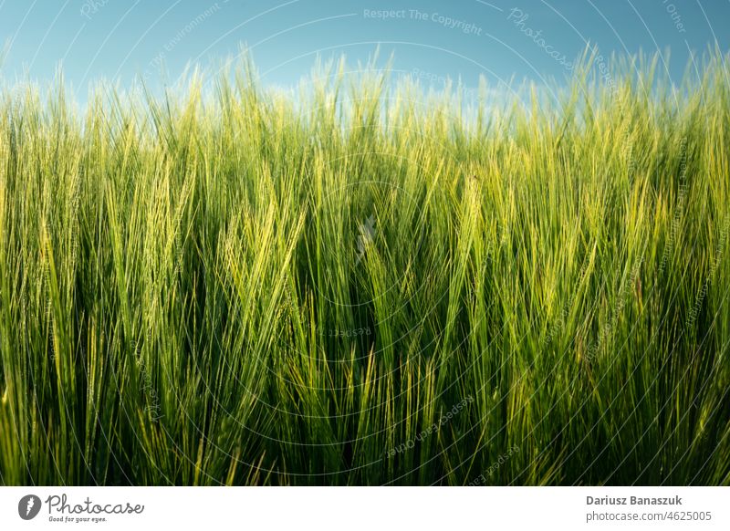 Grüne Gerstenähren und ein Fragment des blauen Himmels Ohr grün Nahaufnahme Müsli Pflanze Wachstum Ernte Feld Natur Ackerbau Bauernhof Saison Korn ländlich