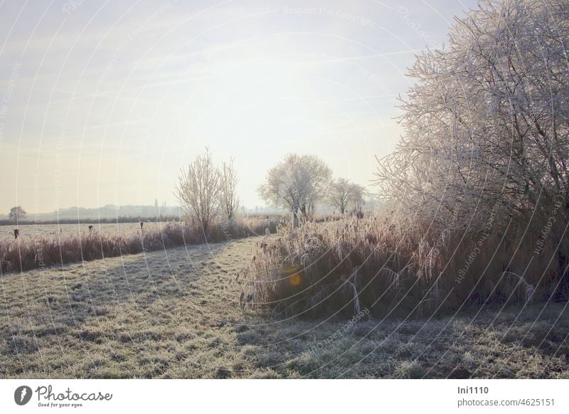 Wintertraum Raureif auf Bäumen Wiesen und Schilfrohr Natur Landschaft Frost geforen Raureif am Morgen schönes Wetter Kälte Stimmung Taumwetter