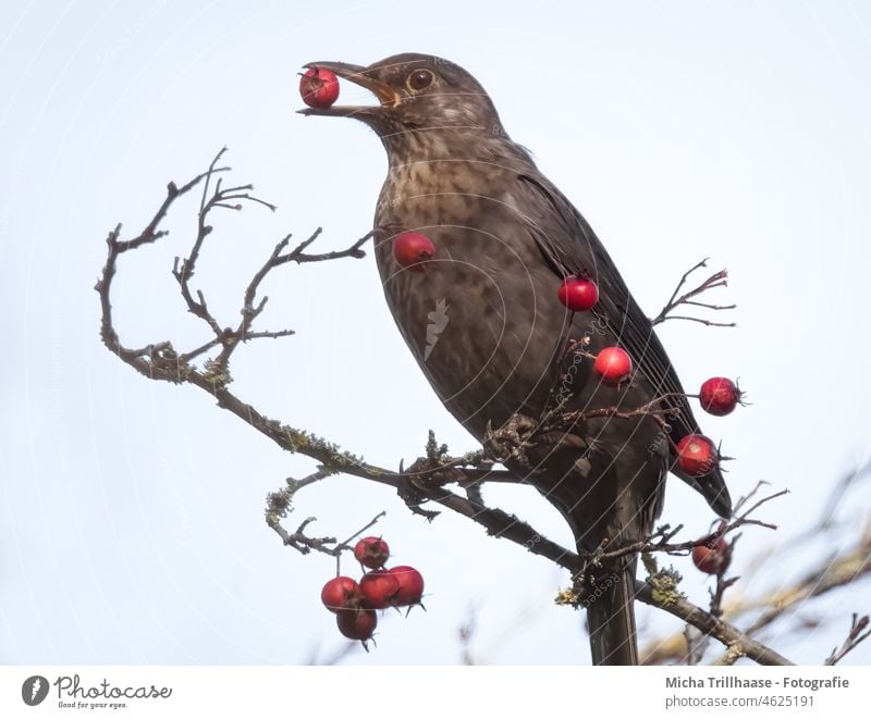 Amsel mit Beere im Schnabel Turdus merula Kopf Auge Flügel Feder gefiedert Vogel Wildtier Fressen Beeren Nahrung festhalten Sträucher Schönes Wetter Natur Tier