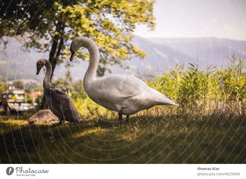 Schwan mit Jungtier in der Wiese wiese grün Vogel Feder Schnabel Hals schön elegant Stolz ästhetisch Außenaufnahme Natur See weiß Schwanensee Tier