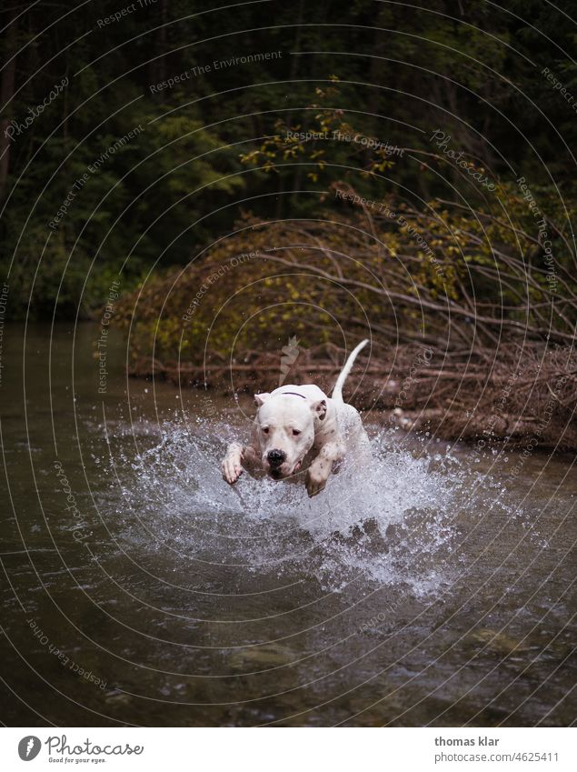 Hund springt ins Wasser wsser spielen haustier weiß bach springen