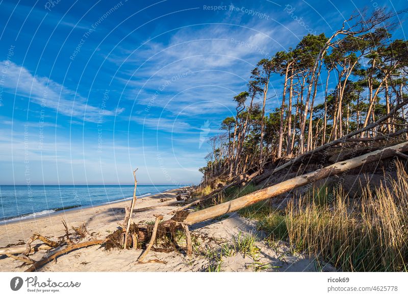 Baumstämme am Weststrand auf dem Fischland-Darß Küste Ostsee Ostseeküste Meer Strand Baumstamm Düne Mecklenburg-Vorpommern Dünengras Ahrenshoop Prerow Himmel