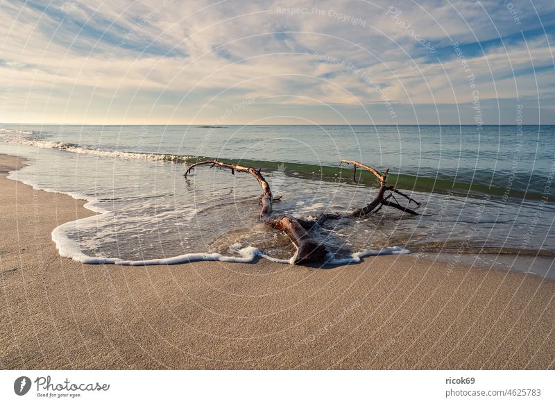 Baumstamm am Weststrand auf dem Fischland-Darß Küste Ostsee Ostseeküste Meer Strand Mecklenburg-Vorpommern Ahrenshoop Prerow Himmel Wolken blau Landschaft Natur