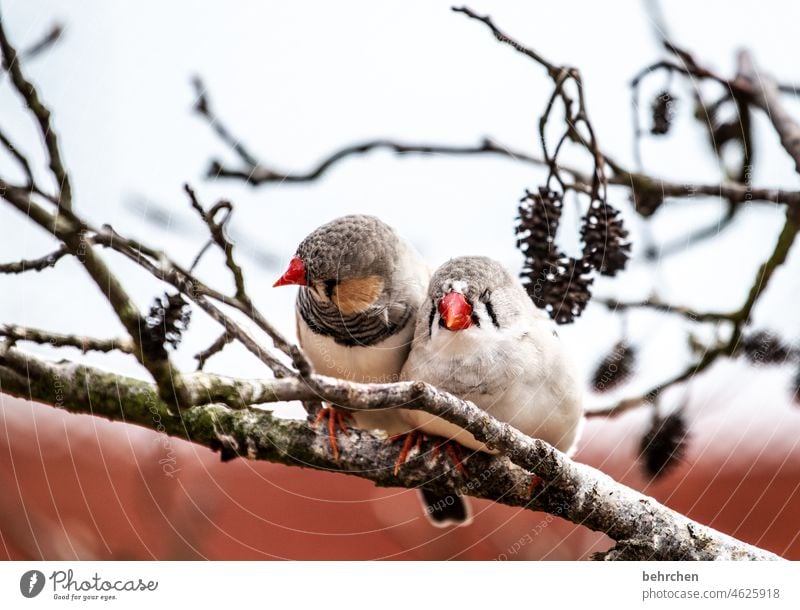 zusammenhalt Tiergesicht Flügel niedlich Ast Natur außergewöhnlich exotisch fantastisch Federn Wildtier Vogel schön klein Zebrafink Gefieder Baum Fink Schnabel