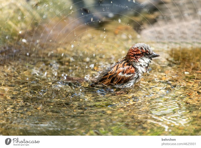 reinheitsgebot | immer schön sauber bleiben Tiergesicht Wildtier Gefieder Natur außergewöhnlich niedlich Flügel Federn Vogel fantastisch klein Schnabel Farbfoto