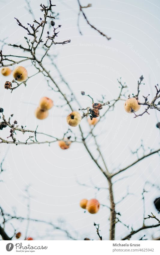 Winterernte äpfel Baum Baumkrone Obst Obstbaum Kälte kalte jahreszeit