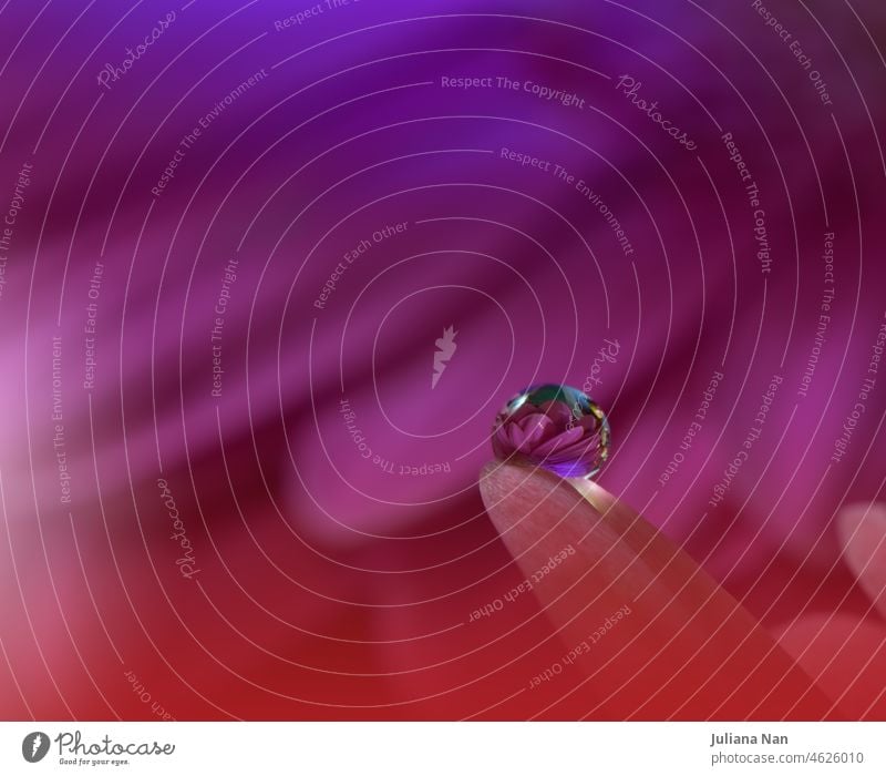 Schöne Makroaufnahme von Magic Flowers.Border Art Design.Magic Light.Extreme Close up Photography.Conceptual Abstract Image.Violet and Red Background.Fantasy Art.Creative Wallpaper.Beautiful Nature Background.Amazing Spring Flower.Water Drop.Copy Space.