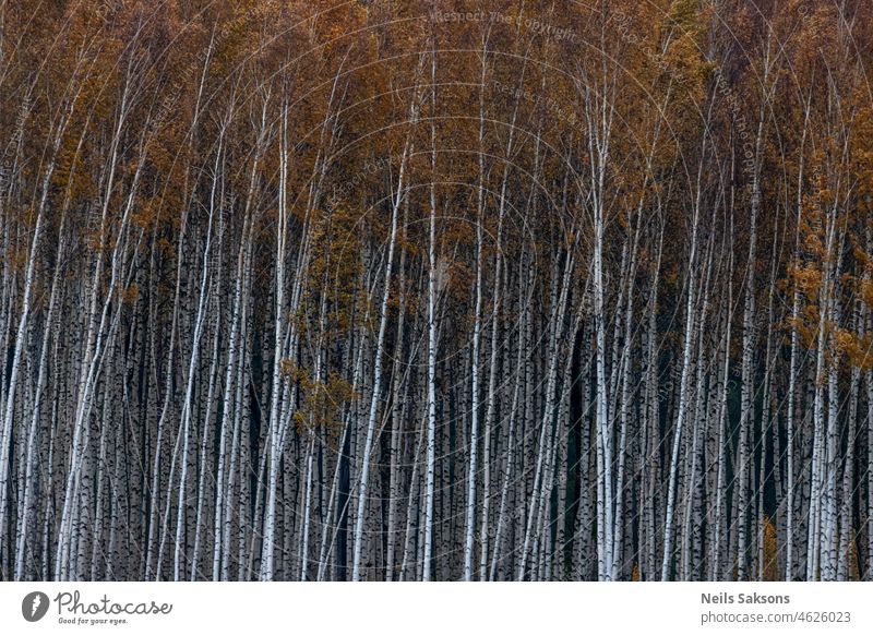 Gold und Silber Herbst Herbstwald herbstlich Hintergrund schön Schönheit Birke hell Farbe farbenfroh Land Landschaft Tag Umwelt fallen Flora Laubwerk Wald