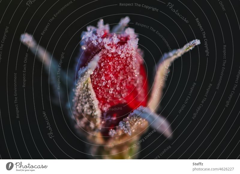 mit Raureif bedeckte Rose rot eiskalt eisig Rosenknospe Blütenknospe gefroren Eis Kälte Dezemberrose Wetter frostig Frost frieren rote Rose eisigkalt