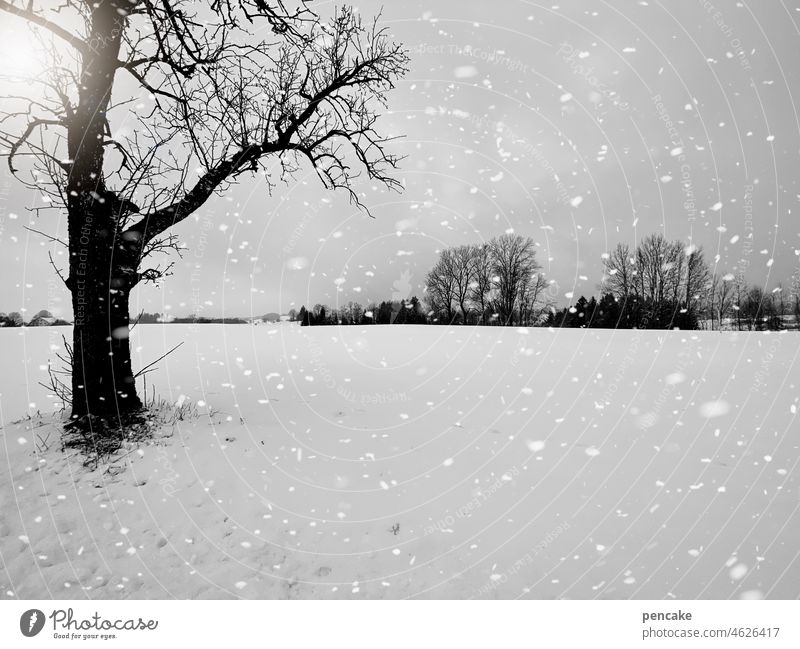 reinheitsgebot | weiß wie schnee Landschaft Winter Schnee Schneeflocken Baum Sonne Wintersonne Märchen Reinheit Schneefall kalt Umwelt Winterstimmung