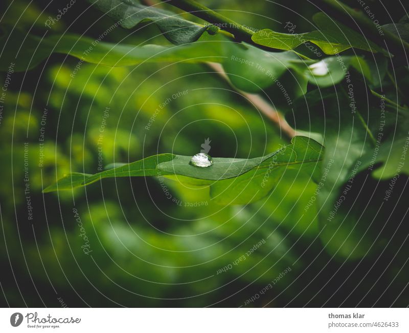 Wassertropfen auf einen grünen Blatt wasser blatt natur ast wassertropfen