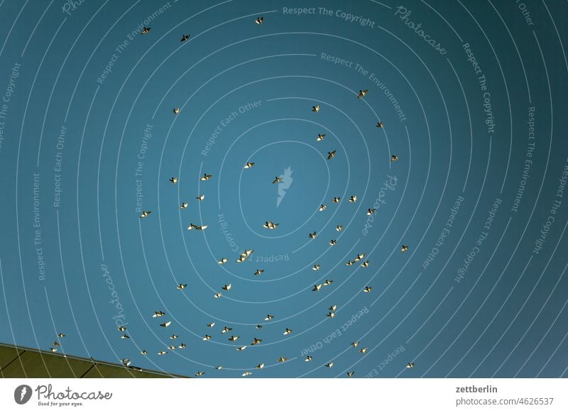 Tauben blau fliegen himmel licht ringeltaube schatten schwarm sonne stadttaube vogel vogelschwarm wolkenlos