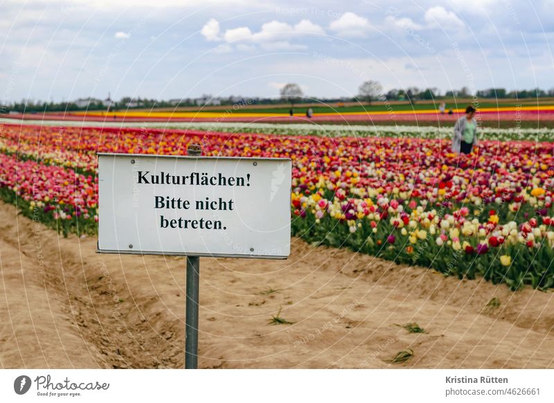 menschen im tulpenfeld ignorieren das bitte nicht betreten schild hinweis kulturfläche leute blumenfeld landwirtschaft blüten blühen frühling frühjahr