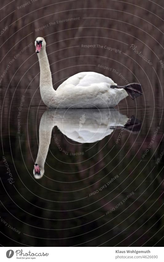 Männlicher Höckerschwan liegt auf dem tauenden Eis eines Teiches, streckt einen Fuß nach hinten und spiegelt sich im Wasser Schwan Winter Wasseroberfläche